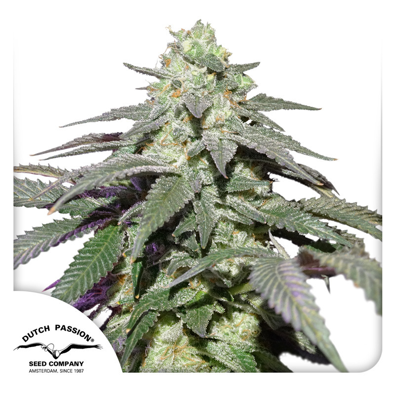 Skywalker Haze Auto