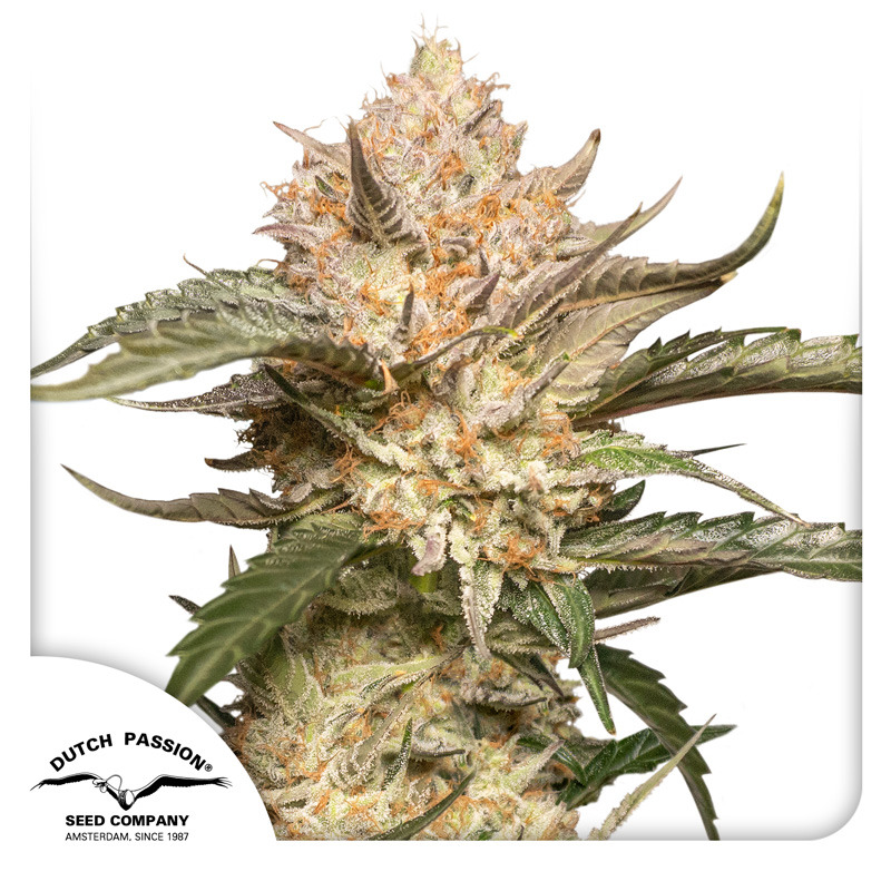 Trichome & Cream Auto