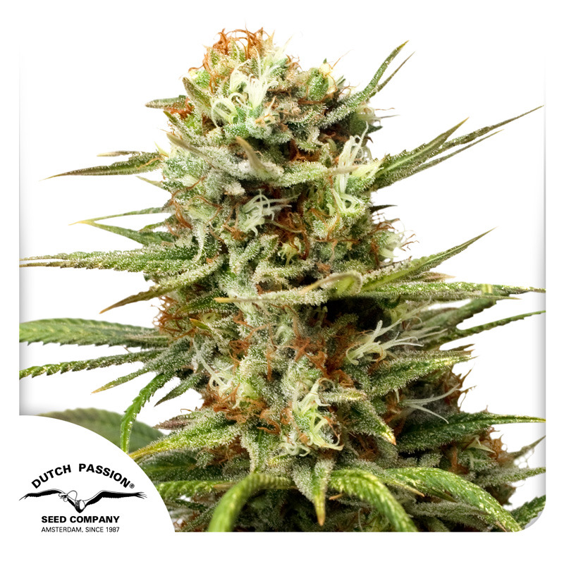 White Widow Auto