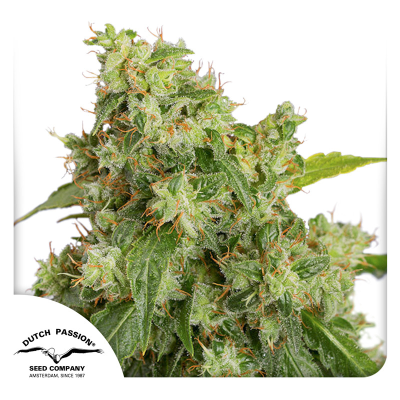 Xtreme Haze Auto