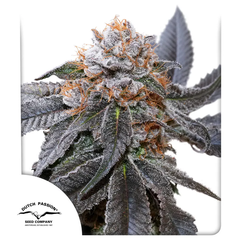 Buy Blue Zushi Cannabis Seeds | Dutch Passion USA