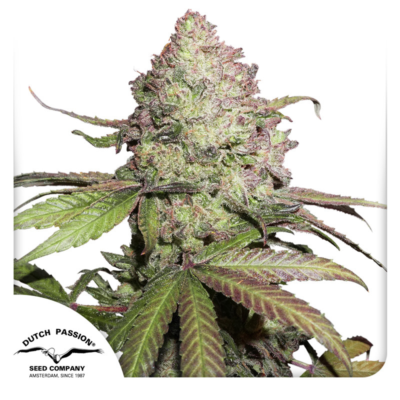 Charlotte's Angel Auto CBD