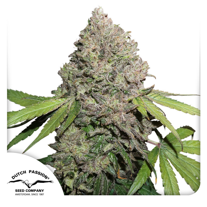 Charlotte's Angel CBD