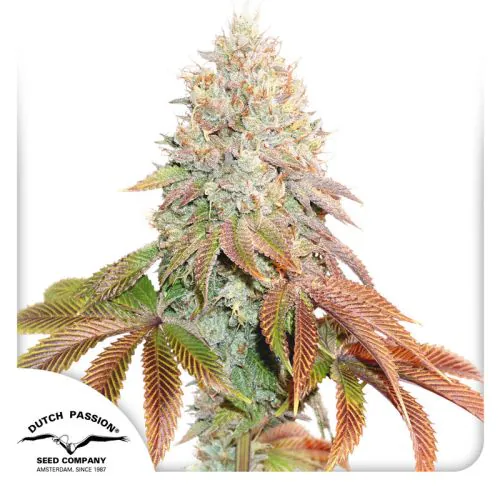 Buy Auto Banana Blaze Cannabis Seeds | Dutch Passion USA