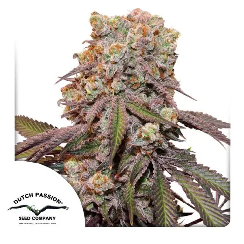 Buy Auto Candy Bubatz XL Cannabis Seeds | Dutch Passion USA