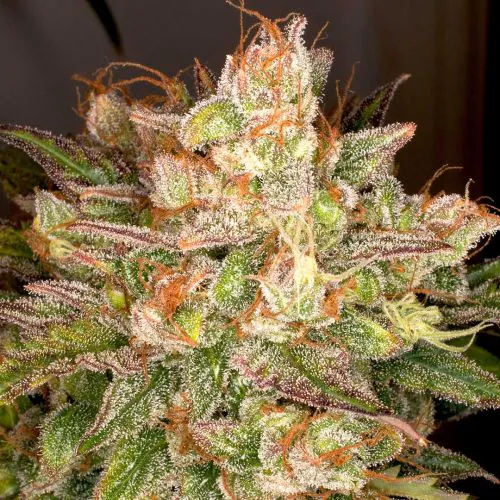 Auto Night Queen