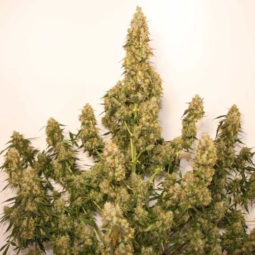 Auto Night Queen