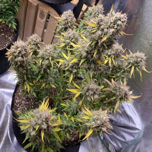 Auto Night Queen