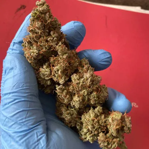 Auto Night Queen