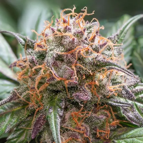 Auto Trichome & Cream