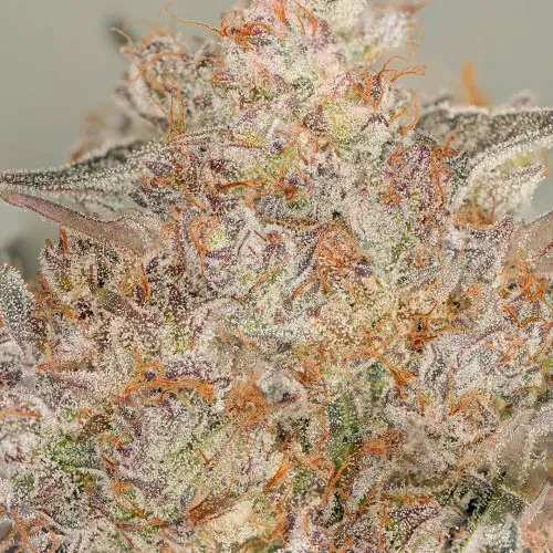 Auto Trichome & Cream