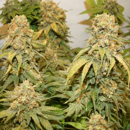 Banana Blaze