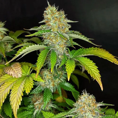 Banana Blaze