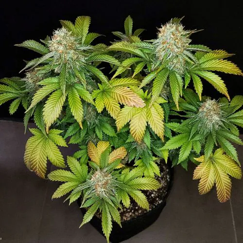 Banana Blaze