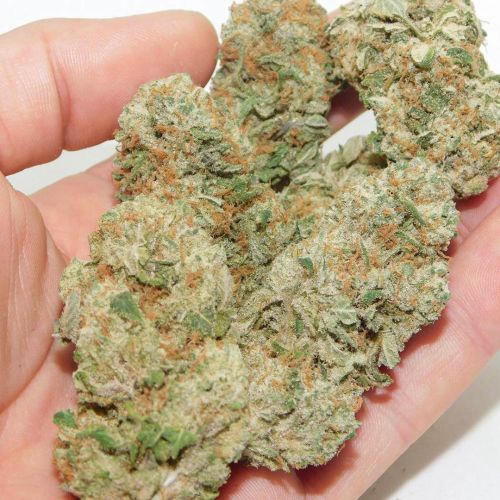 Buy Bubba Island Kush Cannabis Seeds | Dutch Passion USA