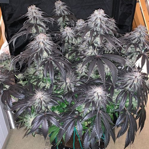 Buy Bubba Island Kush Cannabis Seeds | Dutch Passion USA