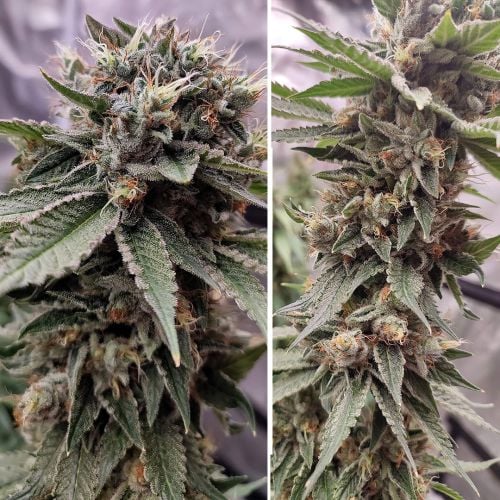 Buy Bubba Island Kush Cannabis Seeds | Dutch Passion USA