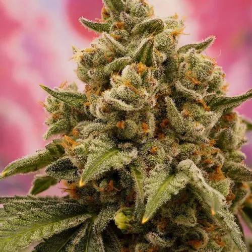 Buy Candy Bubatz XL Cannabis Seeds | Dutch Passion USA
