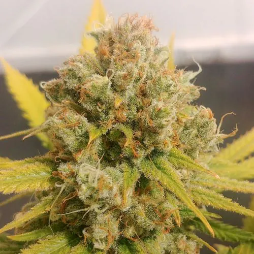 Buy Lemon Z Cannabis Seeds | Dutch Passion USA