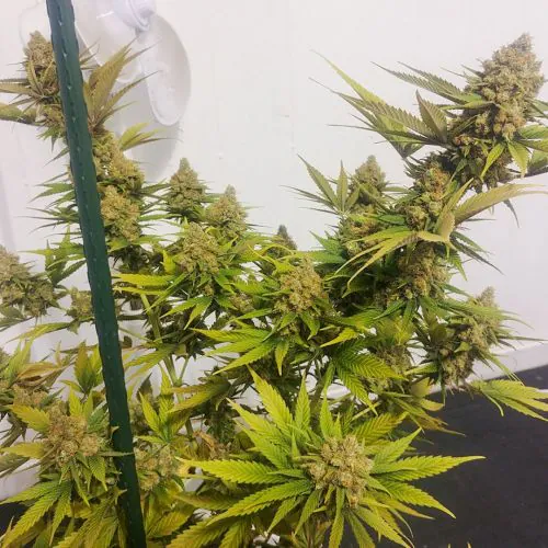 Buy Lemon Z Cannabis Seeds | Dutch Passion USA