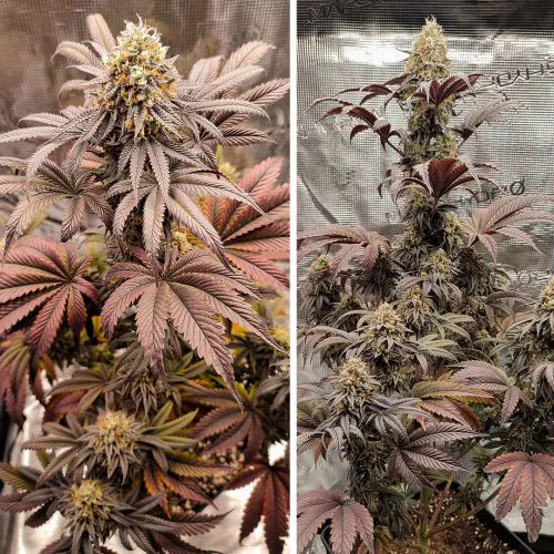 Buy Mokum's Tulip Cannabis Seeds | Dutch Passion USA