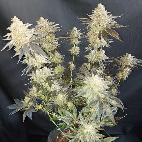 Buy Mokum's Tulip Cannabis Seeds | Dutch Passion USA