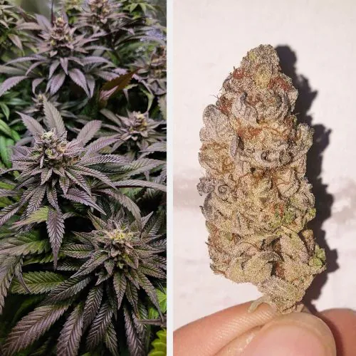 Orange Bud 2.0 Cannabis Seeds | Dutch Passion USA
