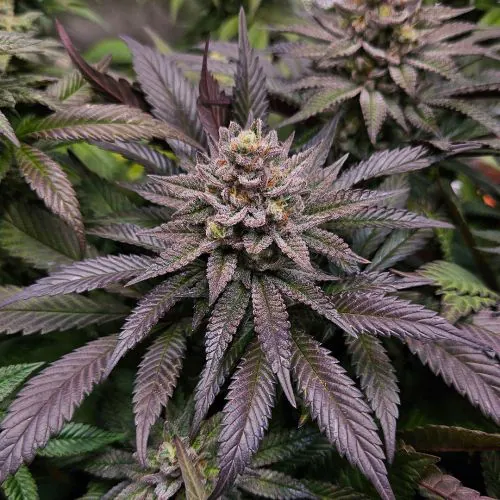 Orange Bud 2.0 Cannabis Seeds | Dutch Passion USA
