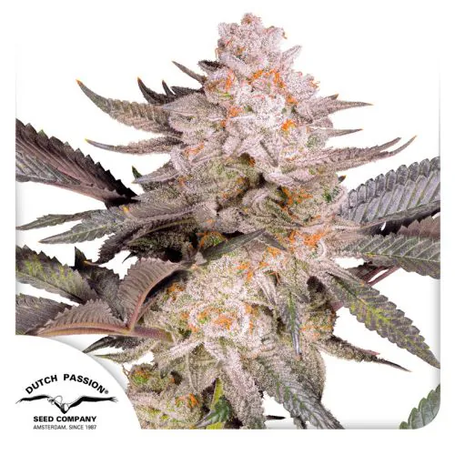 Orange Bud 2.0 Cannabis Seeds | Dutch Passion USA