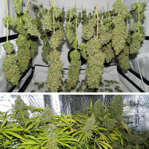 SALE【強体感】夢の端OrangeBud H4CBH0.5ml オレンジバッド Buy Orange Bud Cannabis Seeds | Dutch Passion USA