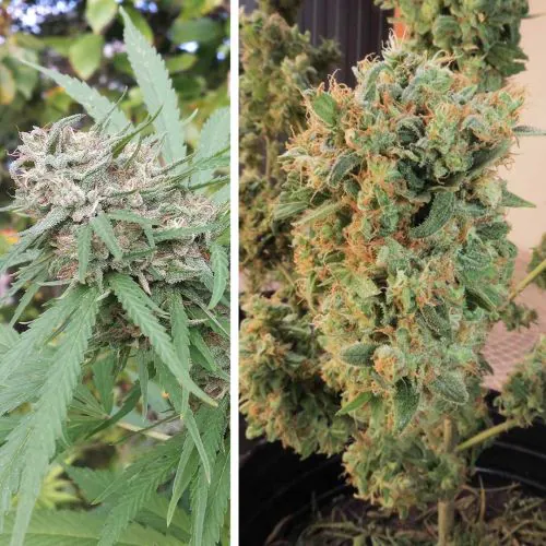 SALE【強体感】夢の端OrangeBud H4CBH0.5ml オレンジバッド Buy Orange Bud Cannabis Seeds | Dutch Passion USA