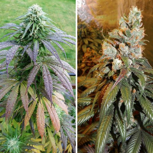 Buy Bubba Island Kush Cannabis Seeds | Dutch Passion USA