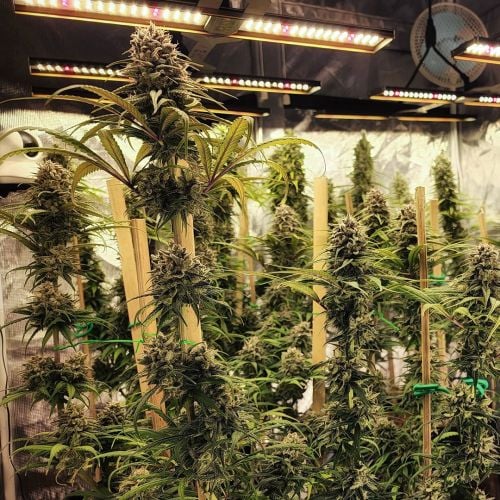Buy Strawberry Cough Cannabis Seeds | Dutch Passion USA