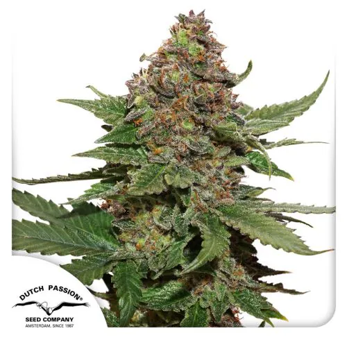 Buy Strawberry Cough Cannabis Seeds | Dutch Passion USA