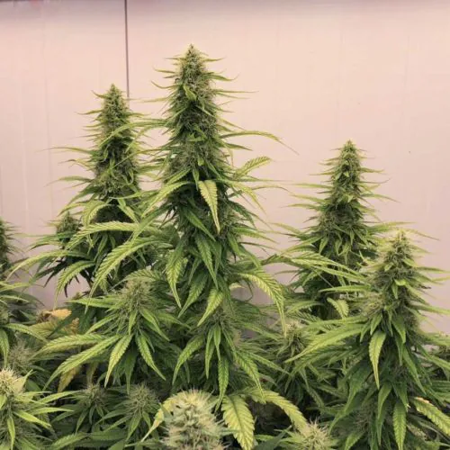 THC-Victory