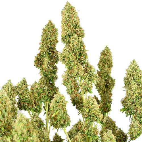 THC-Victory