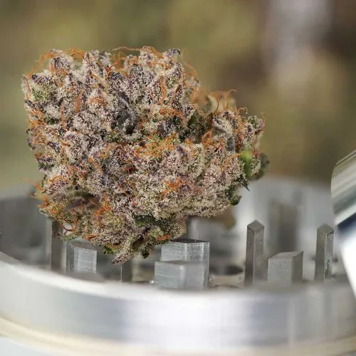 Buy Auto Mimosa Punch Cannabis Seeds | Dutch Passion USA