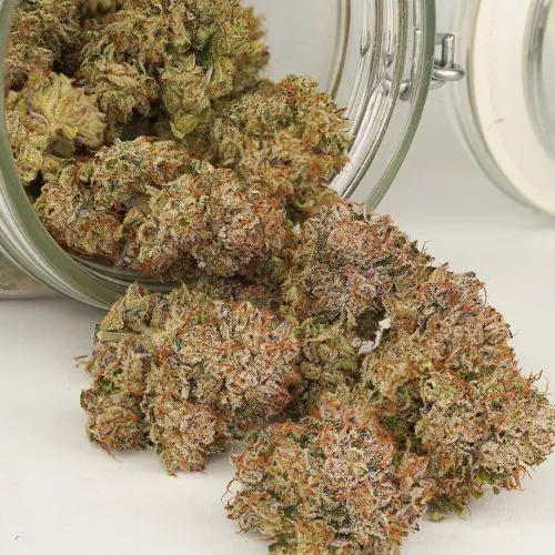 Buy Auto Mimosa Punch Cannabis Seeds | Dutch Passion USA