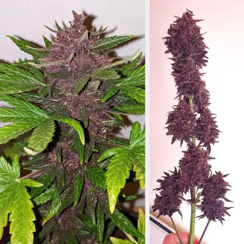 TRUE テルペン CBD CBN CBG 10ml ブラックベリークッシュ CBD Auto Blackberry Kush Cannabis Seeds | Dutch Passion USA