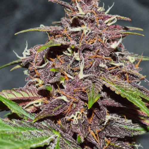 CBD Auto Blackberry Kush Cannabis Seeds | Dutch Passion USA