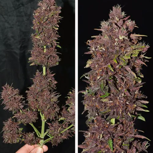 CBD Auto Blackberry Kush Cannabis Seeds | Dutch Passion USA