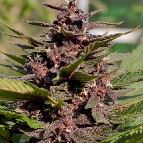 TRUE テルペン CBD CBN CBG 10ml ブラックベリークッシュ CBD Auto Blackberry Kush Cannabis Seeds | Dutch Passion USA