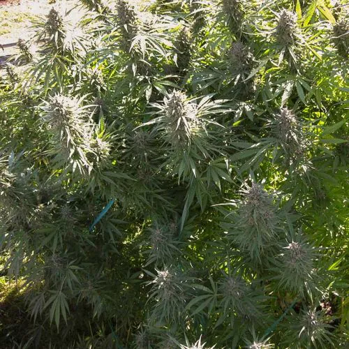 Buy Hollands Hope Cannabis Seeds | Dutch Passion USA