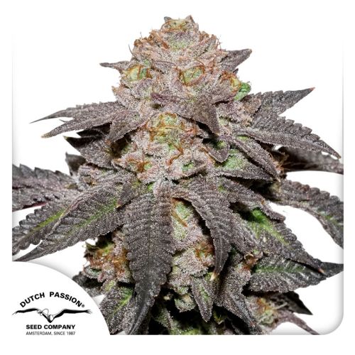 Kingston Punch main cola