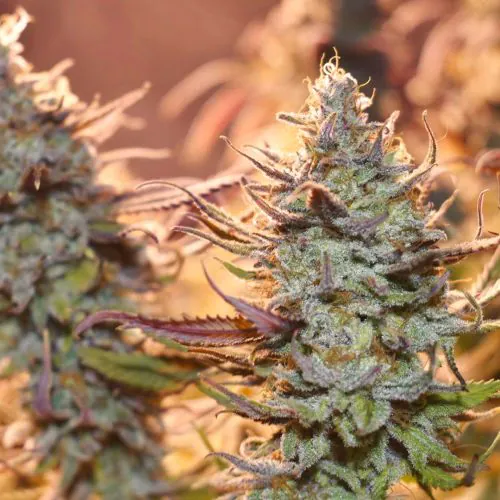 Buy Lemon Z Cannabis Seeds | Dutch Passion USA
