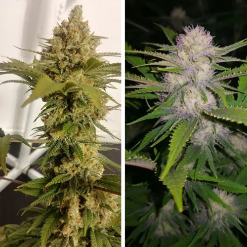 Buy Lemon Z Cannabis Seeds | Dutch Passion USA