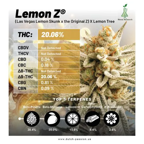 Buy Lemon Z Cannabis Seeds | Dutch Passion USA