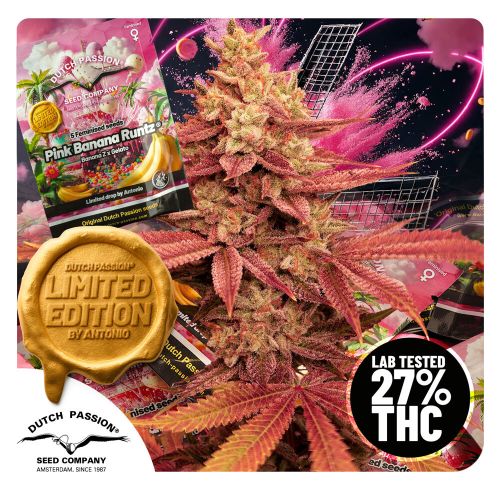 Pink Banana Runtz bud and packaging 