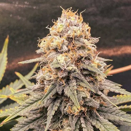 Buy Power Plant Cannabis Seeds | Dutch Passion USA
