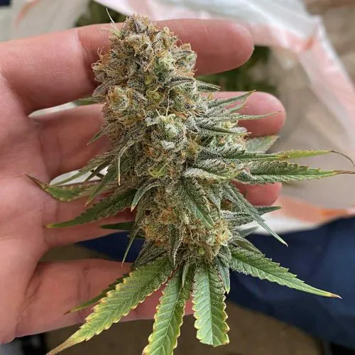 Buy Power Plant Cannabis Seeds | Dutch Passion USA